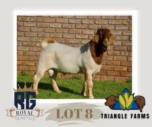 WITHRAWN - 1X BOERGOAT BUCK TRIANGLE BOERBOK STOET