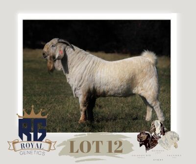 1X SAVANNA FLOCK BUCK MAIZE VALLEY BOERGOATS & SAVANNA STUD