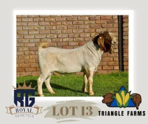 1X BOERGOAT STUD BUCK TRIANGLE BOERBOK STOET