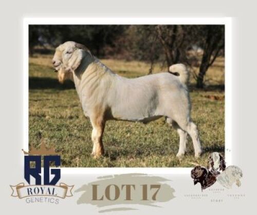 1X SAVANNA STUD BUCK MAIZE VALLEY BOERGOATS & SAVANNA STUD