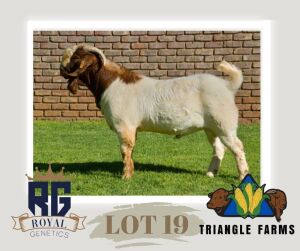 1X BOERGOAT STUD BUCK TRIANGLE BOERBOK STOET