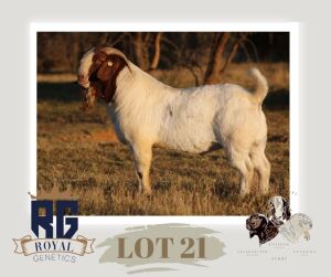 1X BOERGOAT FLOCK BUCK MAIZE VALLEY BOERGOATS & SAVANNA STUD