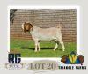 1X BOERGOAT FLOCK BUCK TRIANGLE BOERBOK STOET