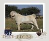 1X SAVANNA FLOCK BUCK MAIZE VALLEY BOERGOATS & SAVANNA STUD