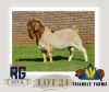 WITHRAWN - 1X BOERGOAT BUCK TRIANGLE BOERBOK STOET