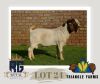 WITHRAWN - 1X BOERGOAT BUCK TRIANGLE BOERBOK STOET - 2