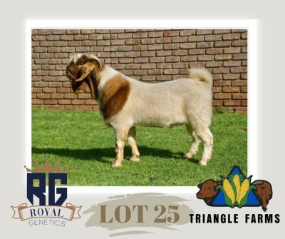 1X BOERGOAT FLOCK BUCK TRIANGLE BOERBOK STOET