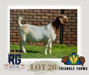 1X BOERGOAT FLOCK BUCK TRIANGLE BOERBOK STOET