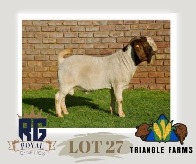 1X BOERGOAT FLOCK BUCK TRIANGLE BOERBOK STOET