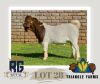 1X BOERGOAT FLOCK BUCK TRIANGLE BOERBOK STOET