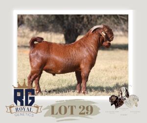 1X KALAHARI RED FLOCK BUCK MAIZE VALLEY BOERGOATS & SAVANNA STUD