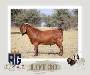 1X KALAHARI RED FLOCK BUCK MAIZE VALLEY BOERGOATS & SAVANNA STUD