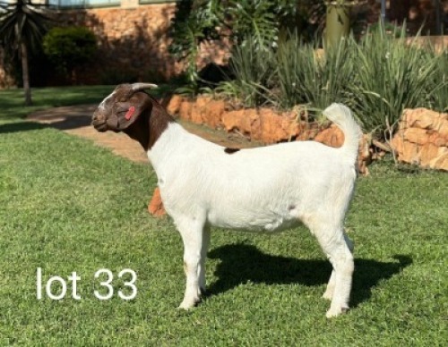 1X BOERGOAT FLOCK DOE VAN DEN BERG BOERDERY