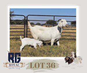 1X SAVANNA STUD DOE MAIZE VALLEY BOERGOATS & SAVANNA STUD