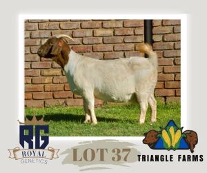 1X BOERGOAT PREGNANT FLOCK DOE TRIANGLE BOERBOK STOET