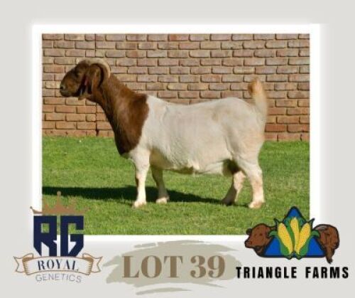 1X BOERGOAT PREGNANT FLOCK DOE TRIANGLE BOERBOK STOET