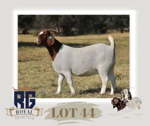 1X BOERGOAT STUD DOE MAIZE VALLEY BOERGOATS & SAVANNA STUD