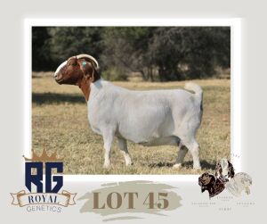 1X BOERGOAT PREGNANT STUD DOE MAIZE VALLEY BOERGOATS & SAVANNA STUD