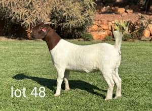 1X BOERGOAT FLOCK DOE VAN DEN BERG BOERDERY