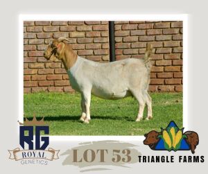 1X BOERGOAT PREGNANT FLOCK DOE TRIANGLE BOERBOK STOET