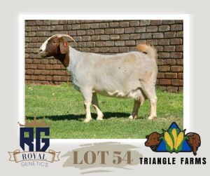 WITHDRAWN - 1X BOERGOAT PREGNANT DOE TRIANGLE BOERBOK STOET