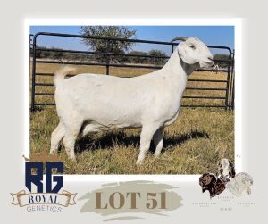 1X SAVANNA PREGNANT STUD DOE MAIZE VALLEY BOERGOATS & SAVANNA STUD