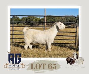 1X SAVANNA STUD DOE MAIZE VALLEY BOERGOATS & SAVANNA STUD