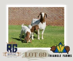 1+2X BOERGOAT FLOCK DOE TRIANGLE BOERBOK STOET