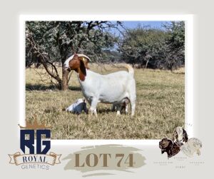 1X BOERGOAT FLOCK DOE MAIZE VALLEY BOERGOATS & SAVANNA STUD