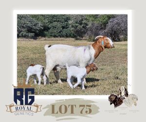 1X BOERGOAT FLOCK DOE MAIZE VALLEY BOERGOATS & SAVANNA STUD