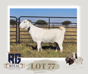 1X SAVANNA PREGNANT STUD DOE MAIZE VALLEY BOERGOATS & SAVANNA STUD