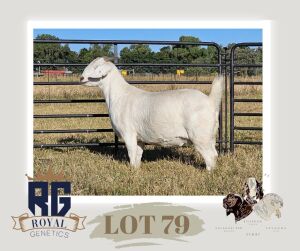 1X SAVANNA FLOCK DOE MAIZE VALLEY BOERGOATS & SAVANNA STUD