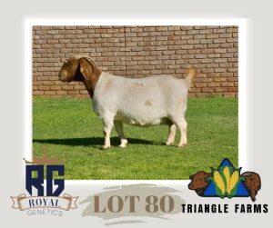 1X BOERGOAT PREGNANT FLOCK ON COLOR DOE TRIANGLE BOERBOK STOET