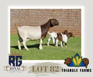 WITHDRAWN - 1+1X BOERGOAT DOE TRIANGLE BOERBOK STOET