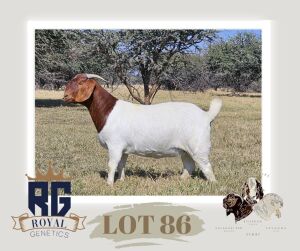 1X BOERGOAT PREGNANT STUD DOE MAIZE VALLEY BOERGOATS & SAVANNA STUD