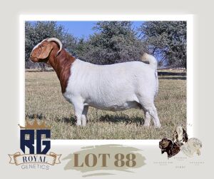 1X BOERGOAT PREGNANT FLOCK DOE MAIZE VALLEY BOERGOATS & SAVANNA STUD