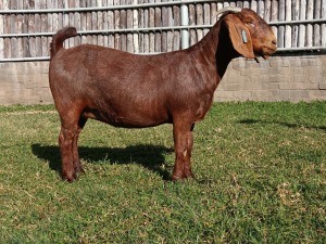 1X KALAHARI RED FLOCK DOE KARSTEN BOERDERY PTY LTD