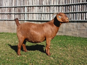 1X KALAHARI RED PREGNANT FLOCK DOE KARSTEN BOERDERY PTY LTD