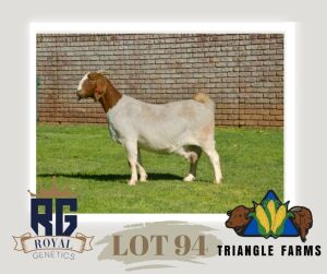 1X BOERGOAT PREGNANT FLOCK DOE TRIANGLE BOERBOK STOET