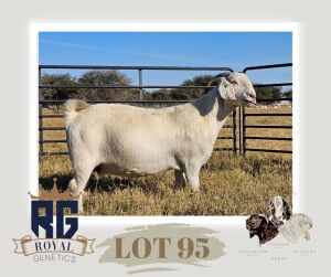 1X SAVANNA PREGNANT FLOCK DOE MAIZE VALLEY BOERGOATS & SAVANNA STUD