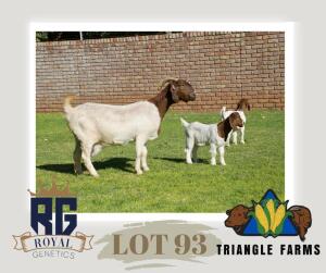 1+2X BOERGOAT DOE TRIANGLE BOERBOK STOET