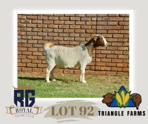 1X BOERGOAT PREGNANT FLOCK DOE TRIANGLE BOERBOK STOET