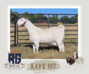 1X BOERGOAT PREGNANT STUD DOE MAIZE VALLEY BOERGOATS & SAVANNA STUD