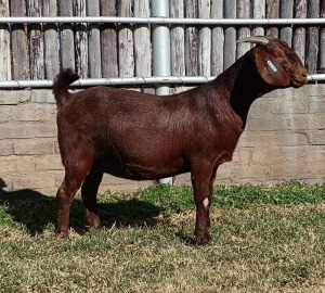 1X KALAHARI RED PREGNANT STUD DOE KARSTEN BOERDERY PTY LTD