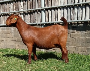 1X KALAHARI RED PREGNANT STUD DOE KARSTEN BOERDERY PTY LTD