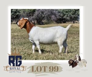 1X BOERGOAT PREGNANT STUD DOE MAIZE VALLEY BOERGOATS & SAVANNA STUD