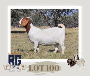 1X BOERGOAT PREGNANT FLOCK DOE MAIZE VALLEY BOERGOATS & SAVANNA STUD