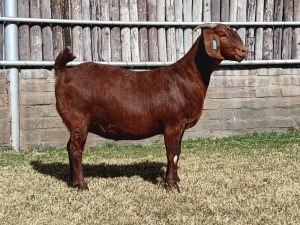 1X KALAHARI RED PREGNANT STUD DOE KARSTEN BOERDERY PTY LTD