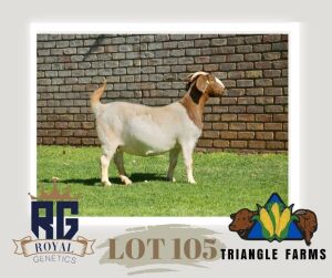 1X BOERGOAT PREGNANT STUD DOE TRIANGLE BOERBOK STOET