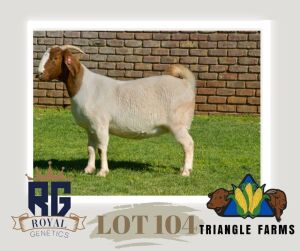 1X BOERGOAT PREGNANT FLOCK DOE TRIANGLE BOERBOK STOET